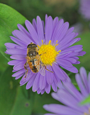 dentro il fiore-02_crop.jpg