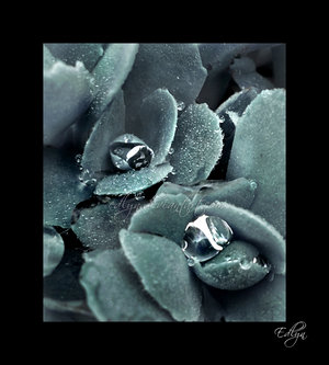 Dew_drops_IV_by_edlyn.jpg