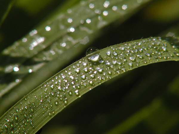 Dewdrop1.JPG
