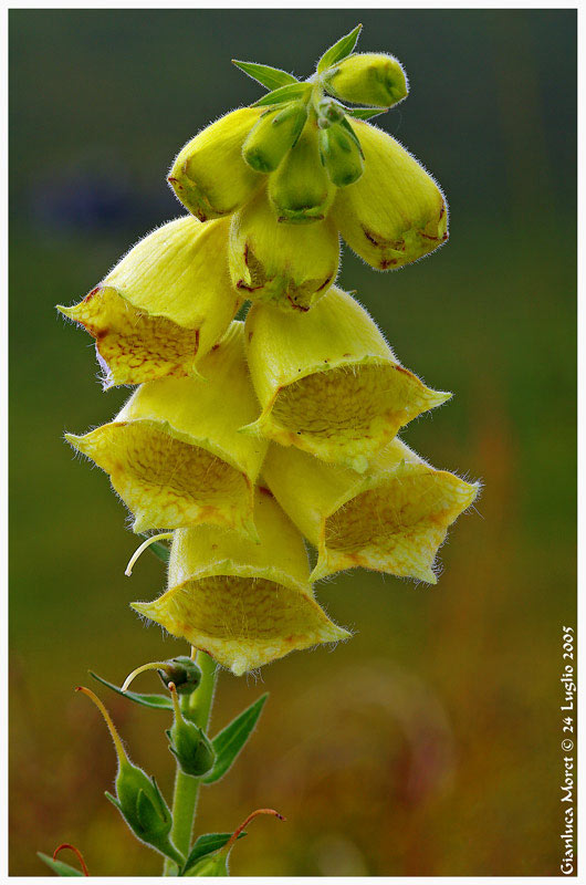 Digitale-lutea.jpg