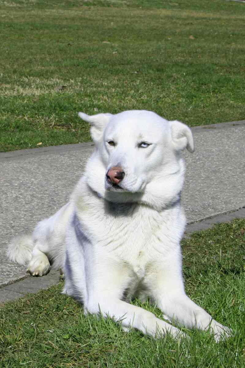 dimeo3.jpg