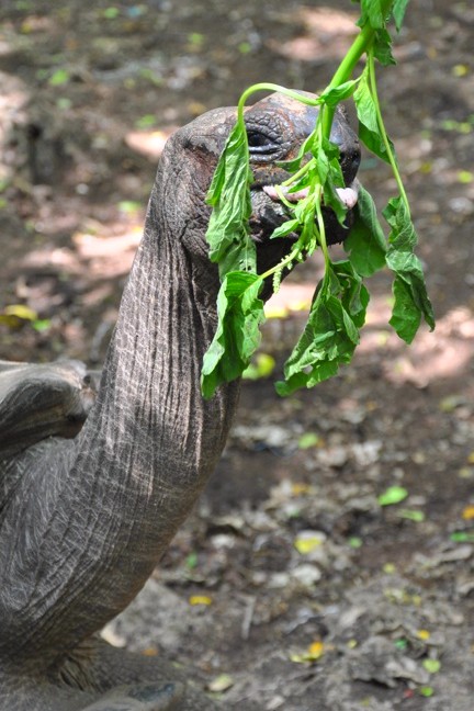 dinosauro.jpg