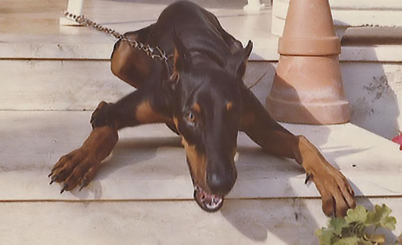 Doberman_filtered.jpg
