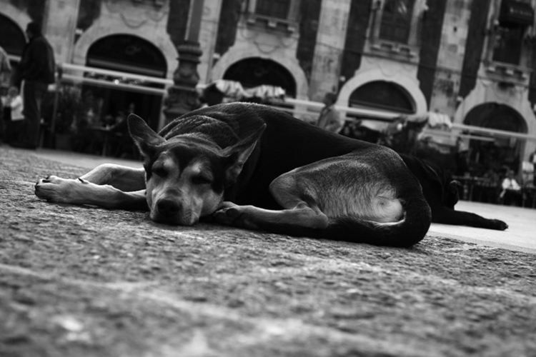 Dog #1_200k.jpg