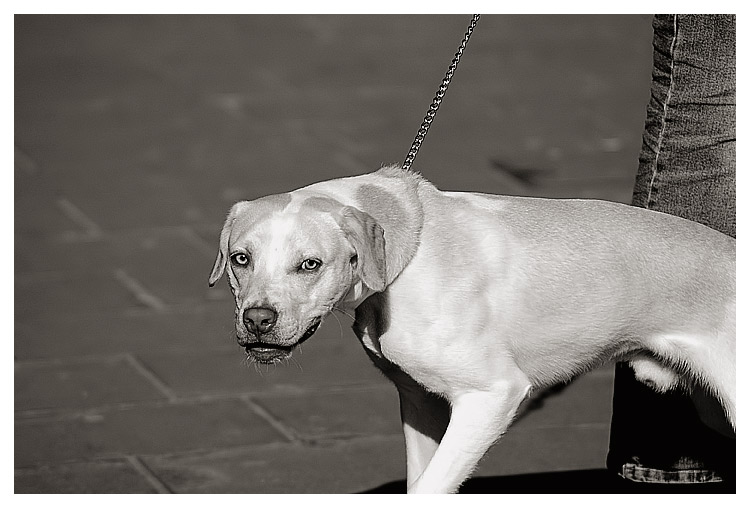 doggie_bw.jpg