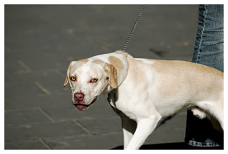 doggie_color.jpg