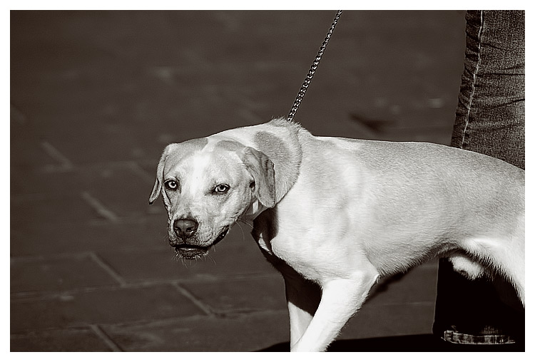 doggie_sepia.jpg