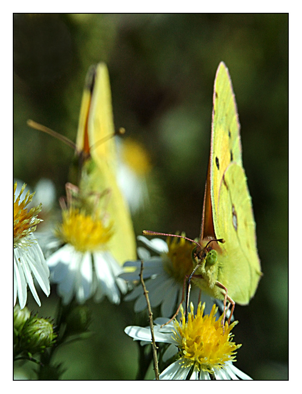 DOPPIO COLPO A COLORI.jpg