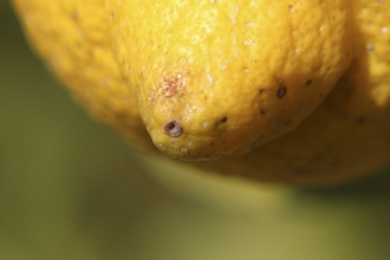 DPP_0015crop.jpg