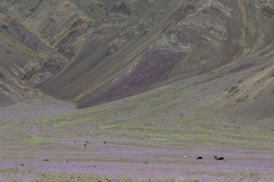 DPP_0020.JPG