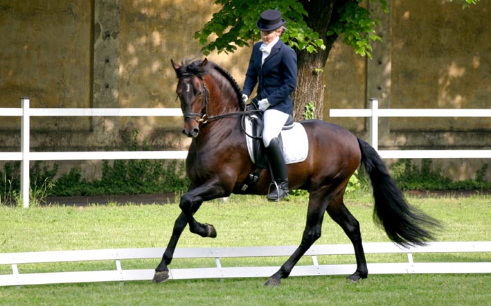dressage.jpg