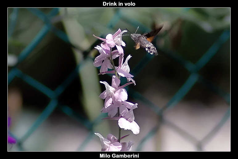 Drink in volo.jpg