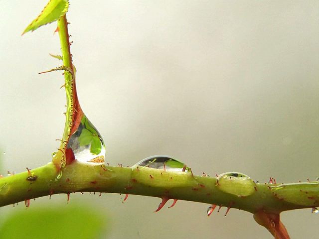 Drops_1s.JPG