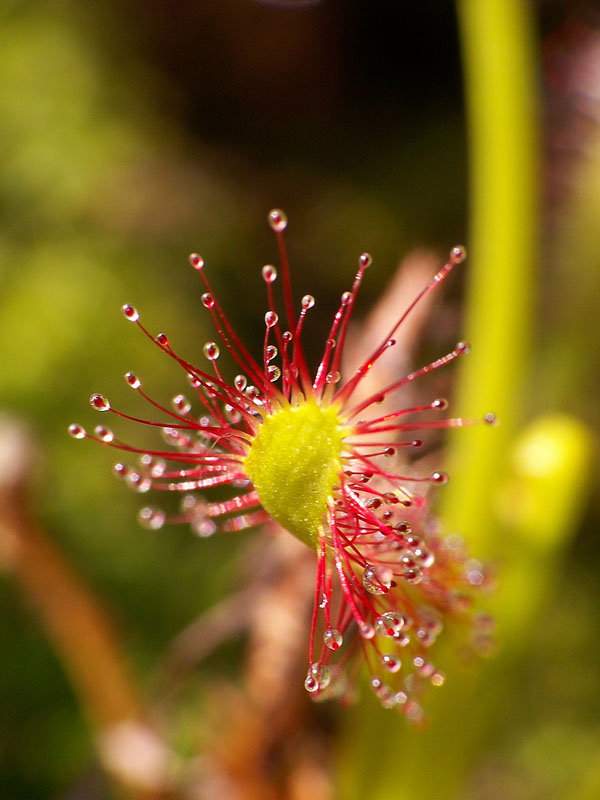 drosera1.jpg