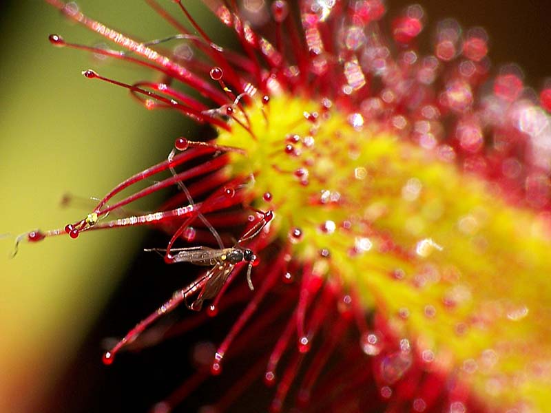 drosera2.jpg