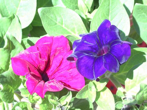 Drug+vivid color.JPG