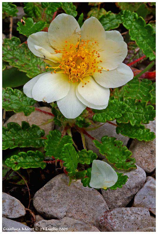 Dryas.jpg