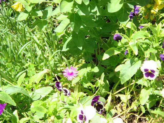 DSC00028.jpg