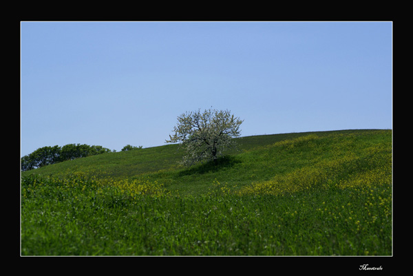 DSC01446albe.jpg