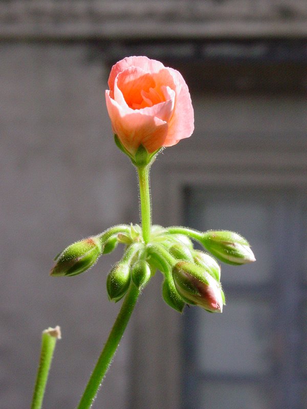 DSC02422.JPG