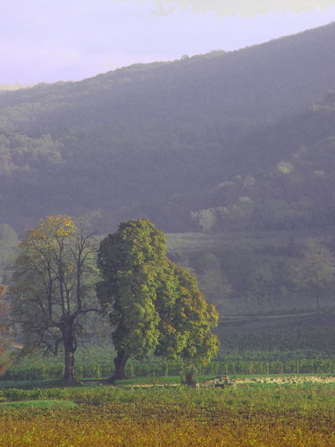 DSC02909-bis_ridimensionare.jpg