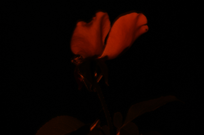 DSC04343.jpg