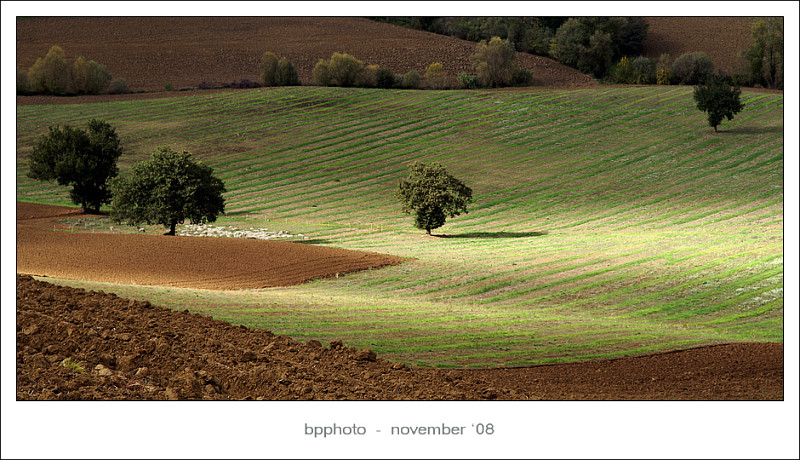 DSC05328pecorepicc.jpg
