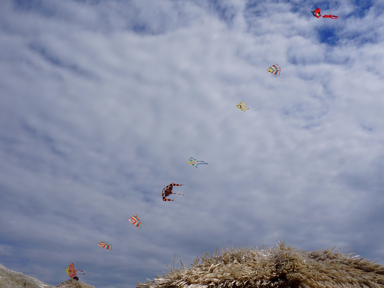 DSC05593m1_p2.JPG