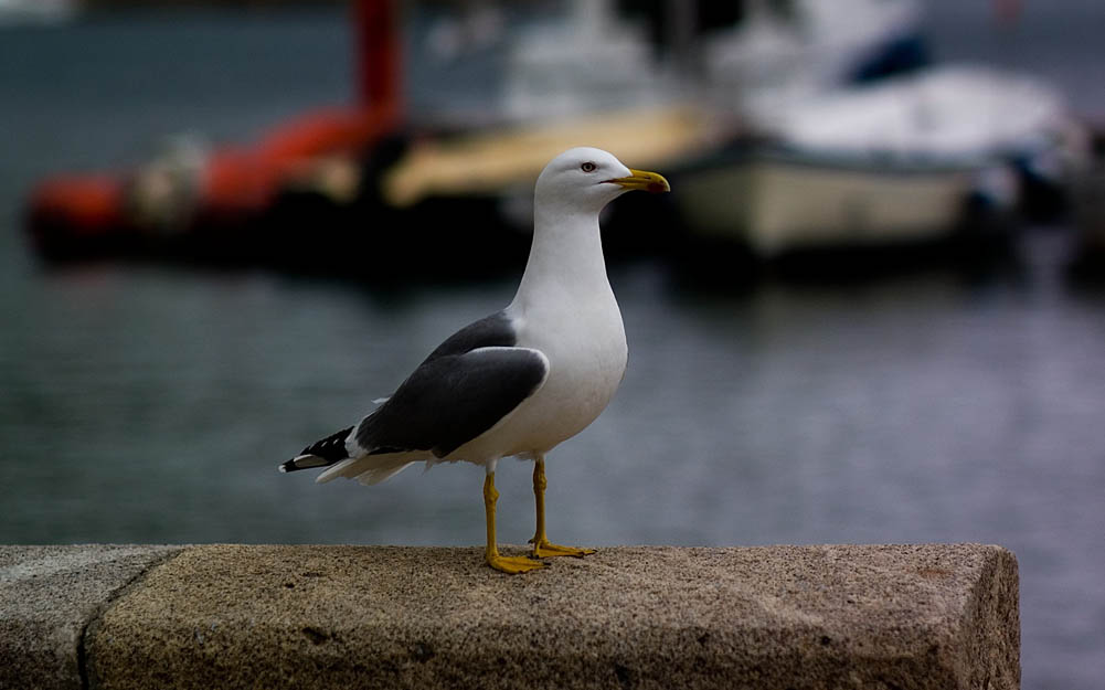 DSC5450.jpg