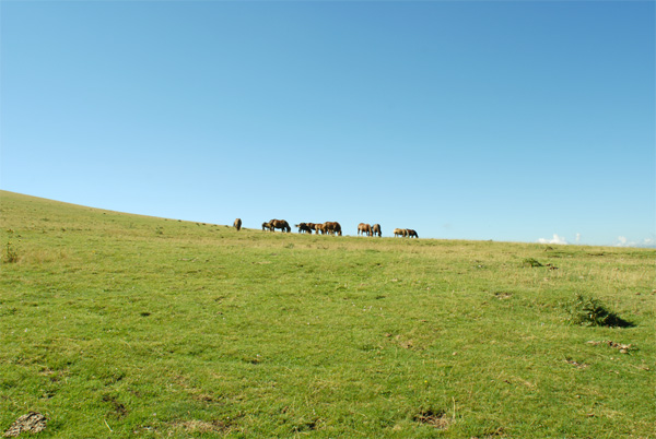 DSC_0001.jpg