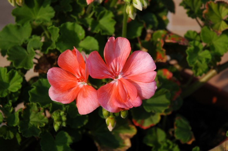 DSC_0002 (752 x 500).jpg