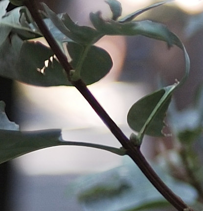 DSC_0002 crop.JPG