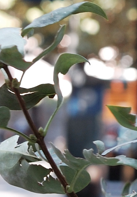 DSC_0003 crop.JPG
