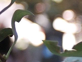 DSC_0004 crop.JPG