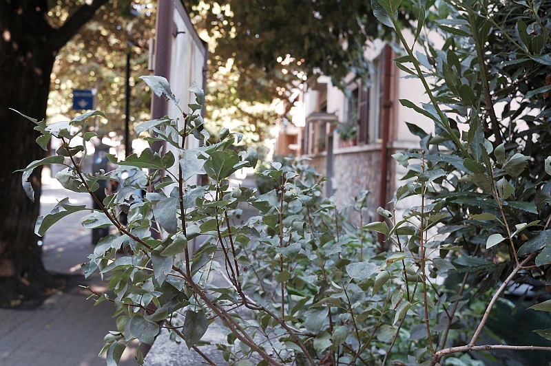 DSC_0005 ridotta.jpg