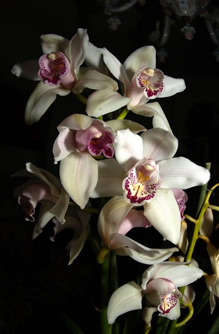 DSC_0011 rid.jpg