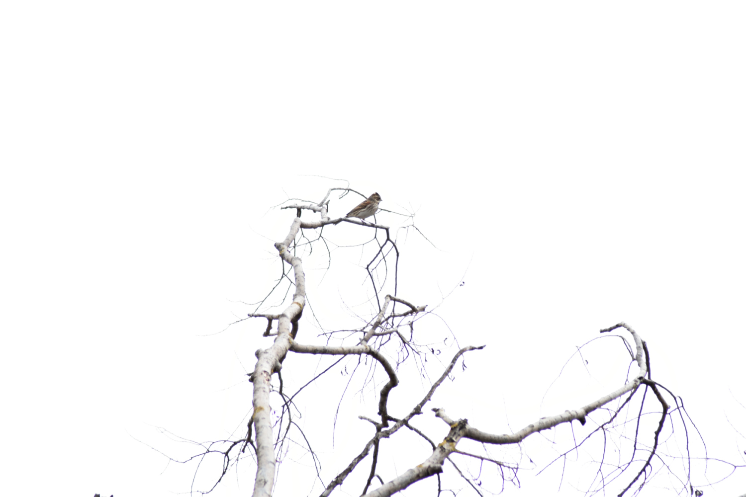 DSC_0013_01.JPG