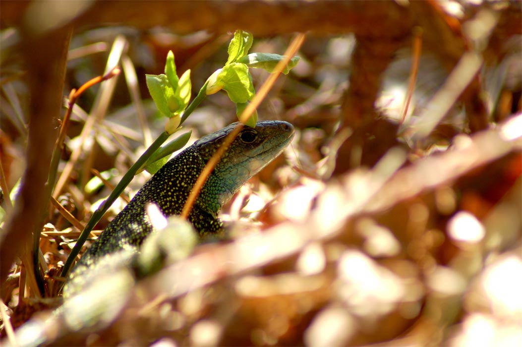 DSC_0014Web.jpg