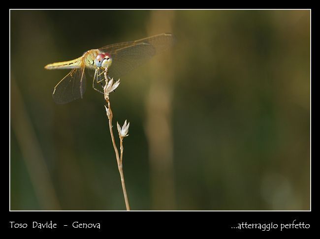 DSC_0016-modrid+.jpg