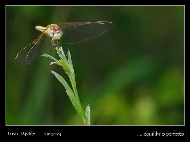 DSC_0017-1modrid+.jpg