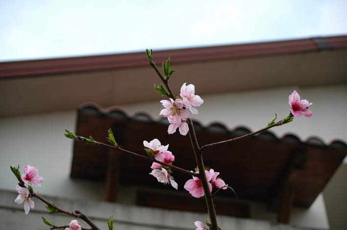 DSC_0017.jpg