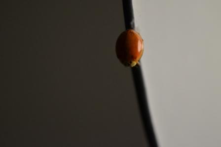DSC_0017 WEB.jpg