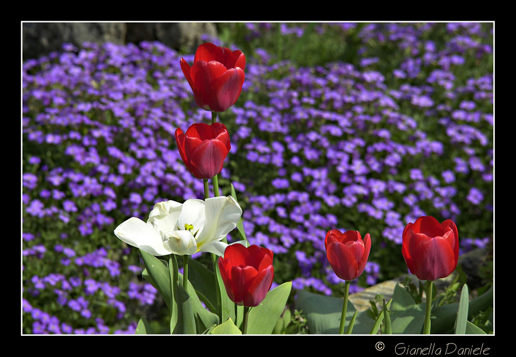 DSC_0021-2.jpg