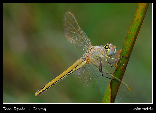 DSC_0026-5(esp-0,50ev).jpg