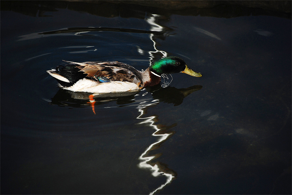 DSC_0026x.jpg