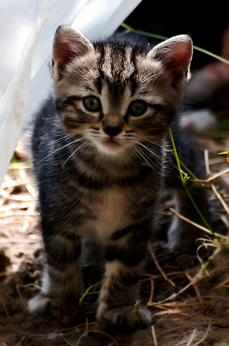 DSC_0031.jpg