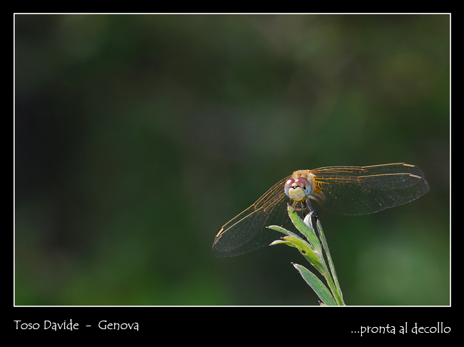 DSC_0032-modrid+.jpg