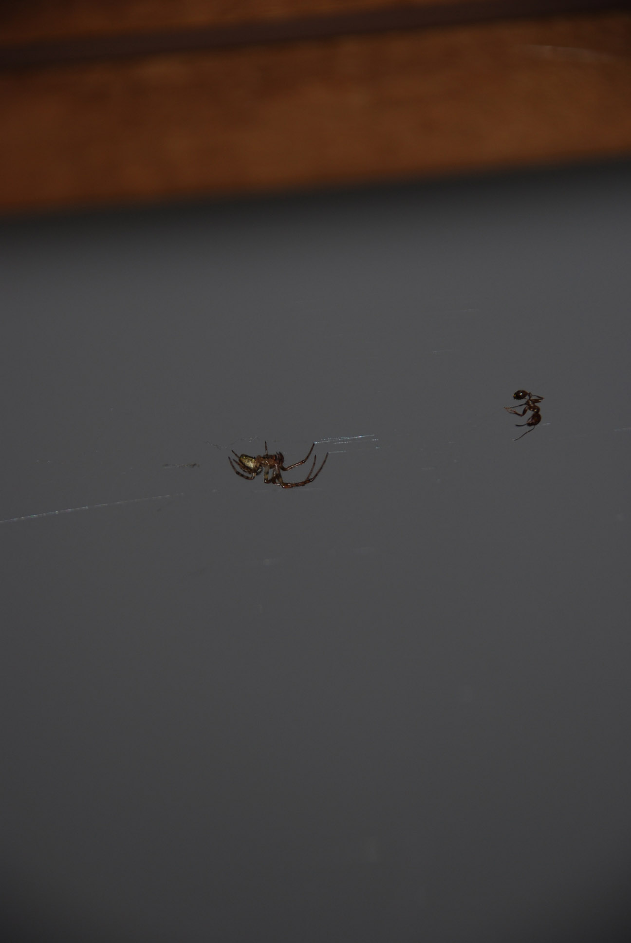 DSC_0035.jpg