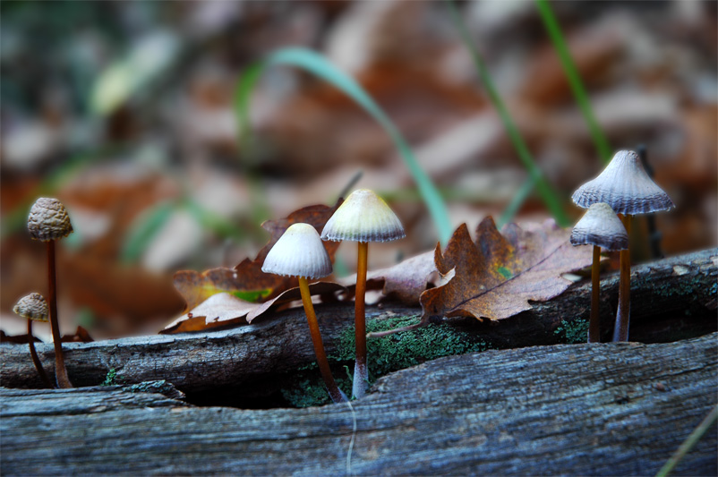 DSC_0039a.jpg