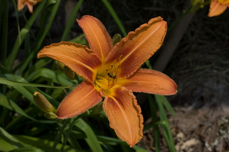 DSC_0040.jpg